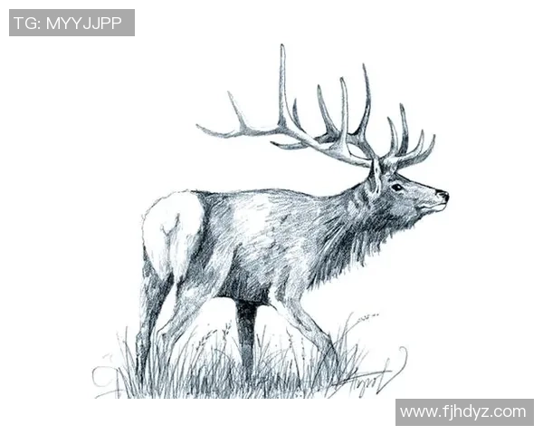 美国足球明星的辉煌历程与场上风采全景素描